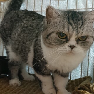 【ダイアナ】おかげさまで里親さまが決まりました