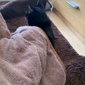 おてんばな【黒猫・女の子】
