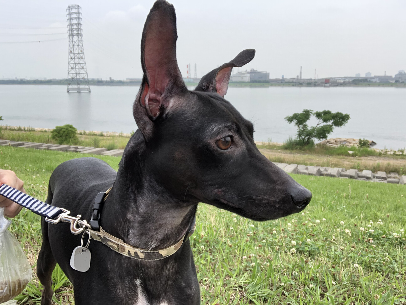 里親募集中です イタグレ 大阪府 犬の里親募集 ペットのおうち 月間利用者150万人