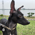 里親募集中です。イタグレとミニピンのミックス犬