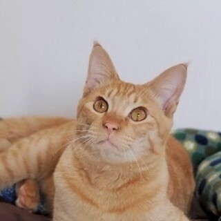 愛嬌たっぷり♡人も猫も大好き☆生後８か月