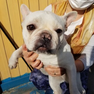 フレンチ ブルドッグ 長野県が募集対象 犬の里親募集情報 ペットのおうち 月間利用者150万人