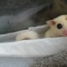 福モモ　リューシちゃん　とても感情表現が豊かな子です　よく頭でグリグリしてくれます