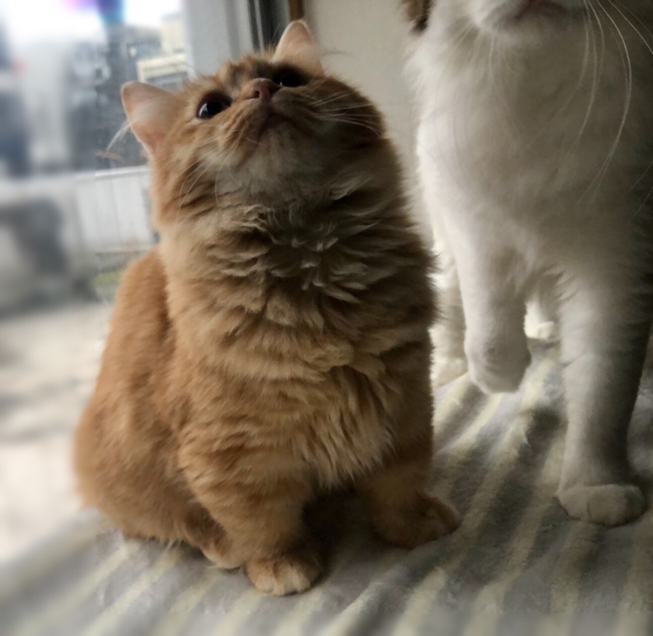 【1/22家族決定】短足ミヌエット★兵庫県モカさん サムネイル1