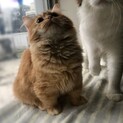 【1/22家族決定】短足ミヌエット★兵庫県モカさん