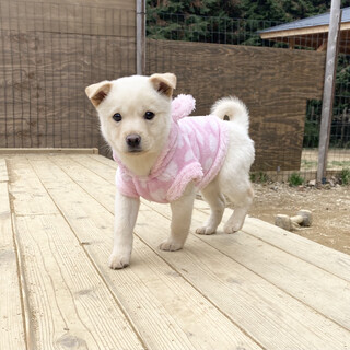 とても賢く飼いやすいアンちゃん1ヶ月半