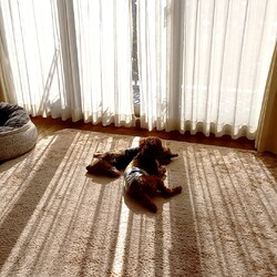 名古屋は氷点下