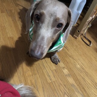 ミニチュアダックス男の子ロック