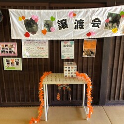 第１２回保護猫譲渡会in山口県 サムネイル2