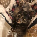 人慣れ抜群！サビ仔猫姉妹募集停止