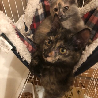 人慣れ抜群！サビ仔猫姉妹募集停止