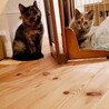 人慣れ抜群！サビ仔猫姉妹募集停止 サムネイル5
