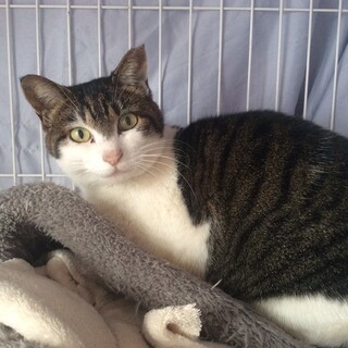 落ち着いた大人猫さん、女の子