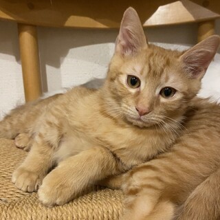 撫でるとゴロスリ♬フレンドリー茶トラパンジー