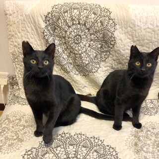 甘えん坊黒ねこ兄弟