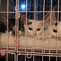 可愛いクリクリお目目の3兄妹募集停止