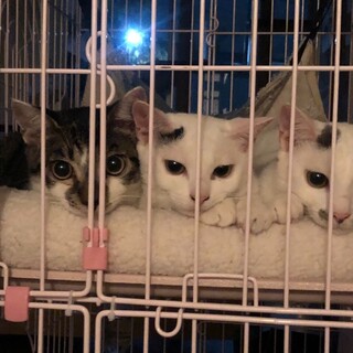可愛いクリクリお目目の3兄妹募集停止