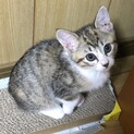 6匹姉弟のあみちゃん。お目めがキュートな女の子♪