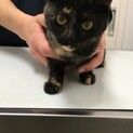 募集停止中⭐️人懐こく活発なサビ子猫3ヶ月女の子
