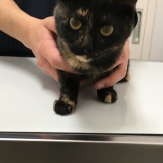 募集停止中⭐️人懐こく活発なサビ子猫3ヶ月女の子