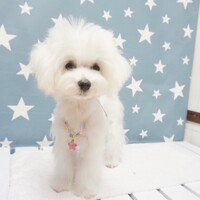 チュリ