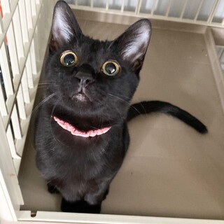 「面談予定」くっつき虫「ききょう」ちゃん♡