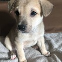 募集一旦停止　おっとり系のむーちゃん