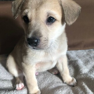 募集一旦停止　おっとり系のむーちゃん