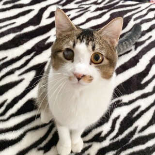 「面談予定」お茶目な「いちょう」ちゃん❤
