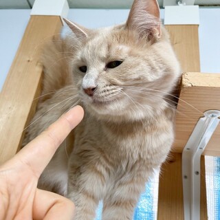 「面談予定」ふわふわシッポの「シア」ちゃん♡