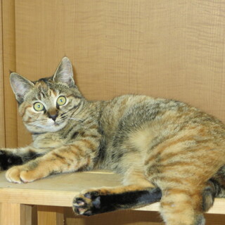 かわいい子猫さしあげます　^-^