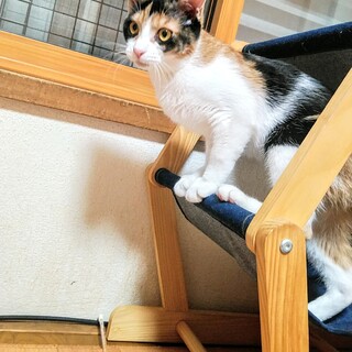 キュートな生後7カ月黒三毛ちゃん