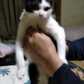 松戸市　黒白の男の子