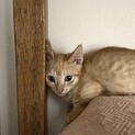 マンチカンのような足の短い茶トラ子猫⭐︎いち君
