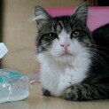 愛されにゃんこにしてください