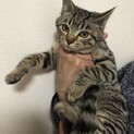 雑種　メス　4ヶ月です！