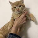 雑種　オス　4ヶ月です
