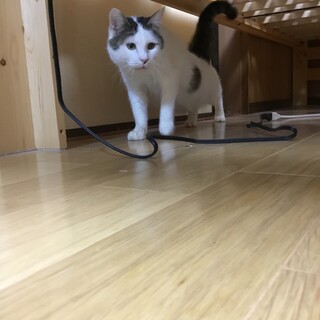 つぶらな瞳の白くんです