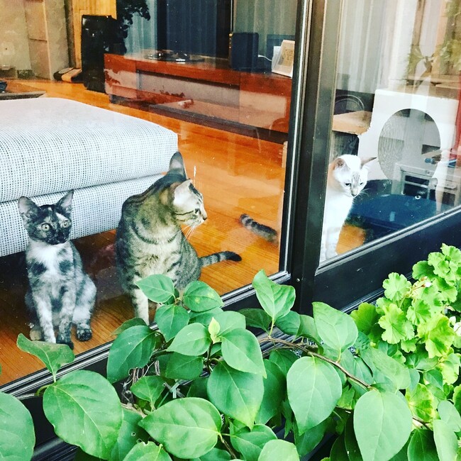 じゃまこのカバー写真