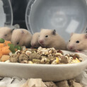 ゴールデンハムスターの里親さん募集中です！