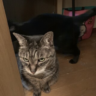 亡き母が大事に育てた高齢のメス猫二匹です