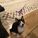ありがとうございました꙳★*ﾟちびっこギャング