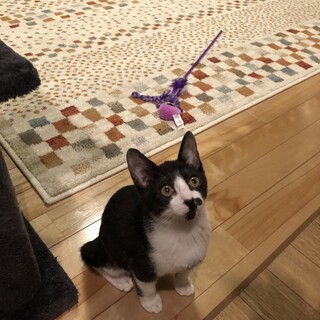 ありがとうございました꙳★*ﾟちびっこギャング