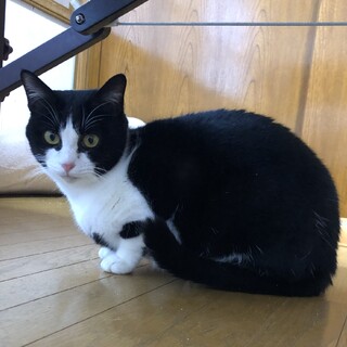 エイズキャリアですが、、元気、美猫です