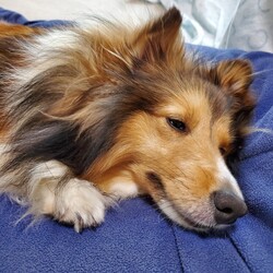 だらだらしましょう