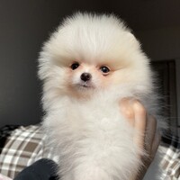 ノア