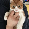 野良の子猫(オス現在生後10か月)をひろいました