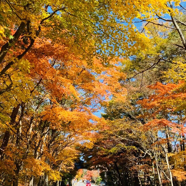 momo1101のカバー写真