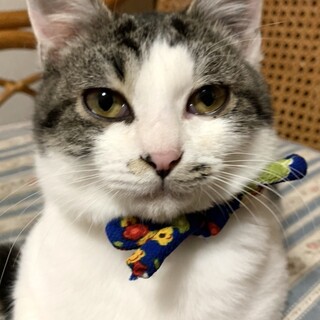 募集停止　人馴れバッチリ⭐️キジ白男の子チョビ丸