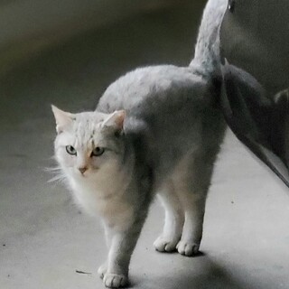 ❤️里親決定いたしました ありがとうございました